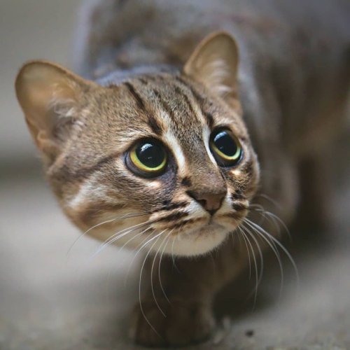 Ржавая кошка - самый маленький представитель вида кошачьих (17 фото)