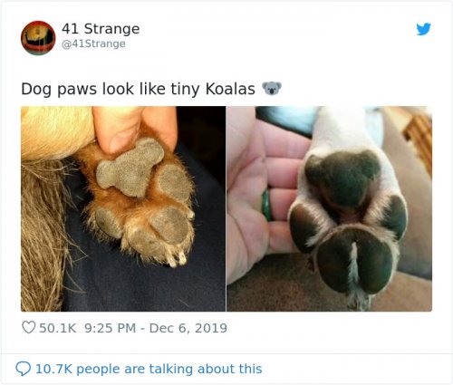 Кто-то обратил внимание на то, что лапы собак похожи на коал, и люди стали массово публиковать фотографии лап своих питомцев (11 фото)