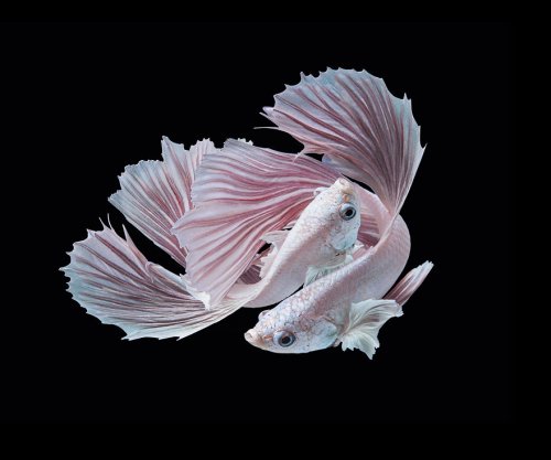 Красота и разнообразие бойцовых рыбок в красочных фотографиях Анди Абдула Халила (19 фото)