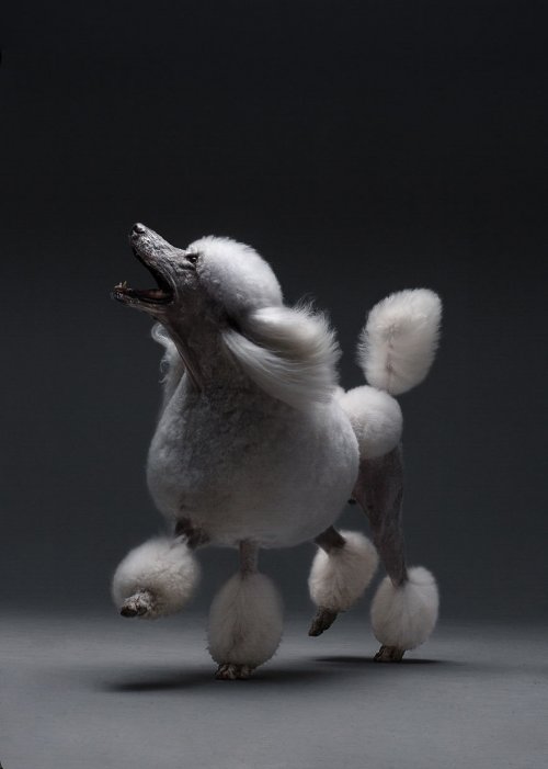 Индивидуальность собак в портретах фотографа Александра Хохлова (16 фото)