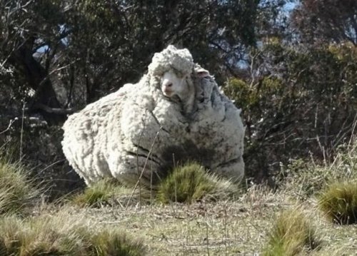 42 кг шерсти с одной овцы (10 фото)