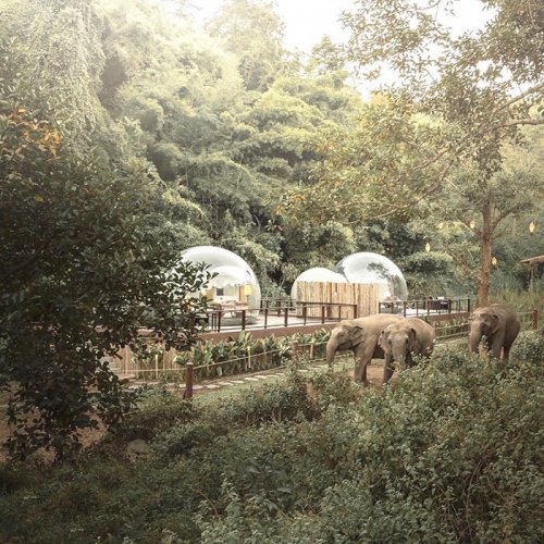 За 585 долларов в сутки вы можете провести ночь в прозрачном пузыре среди джунглей в окружении спасенных слонов (7 фото)