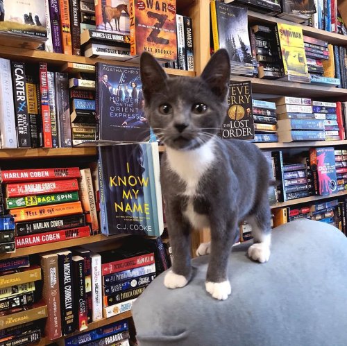 Необычный книжный магазин в Канаде, где много прелестных кошек, которых посетители могут не только погладить, но и усыновить (9 фото + видео)