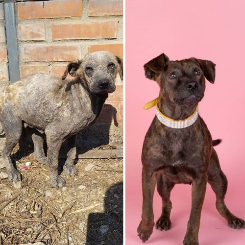 28 фотографий собак до и после того, как их спас от уличной жизни чилиец Давид Фернандес