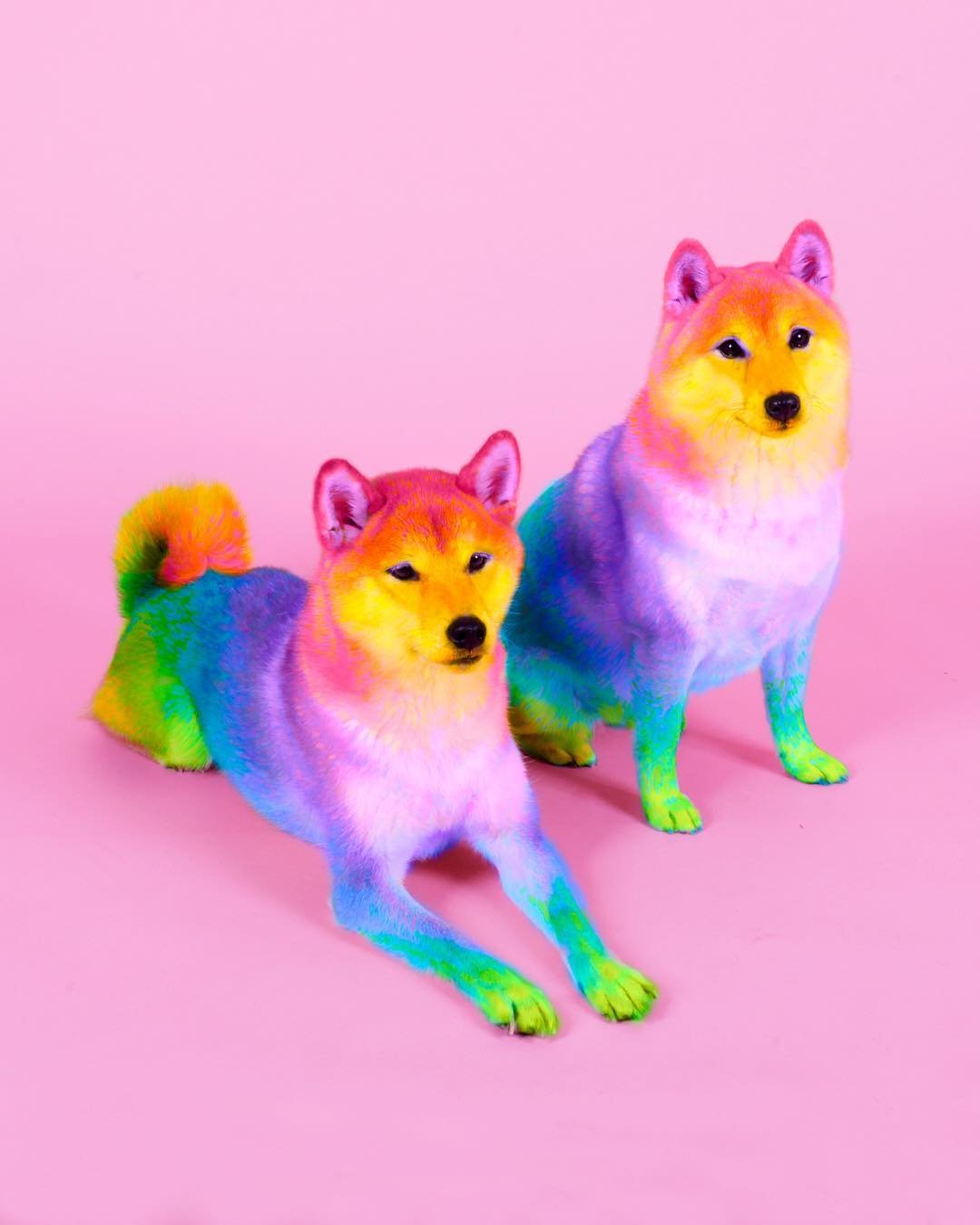 Розовый из радужных друзей. Радужная собака. Разноцветные собачки. Радужные щенки. Красивые собаки радужные.