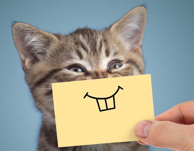 Очень смешные кошки с нарисованными ртами (21 фото)