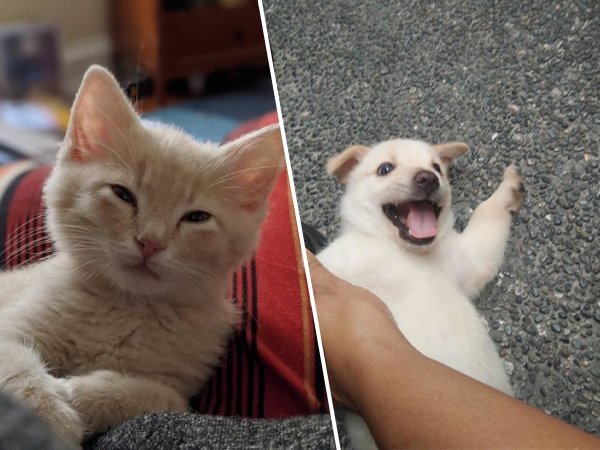 Собаки и кошки, которые, наконец, нашли свой новый дом (31 фото)