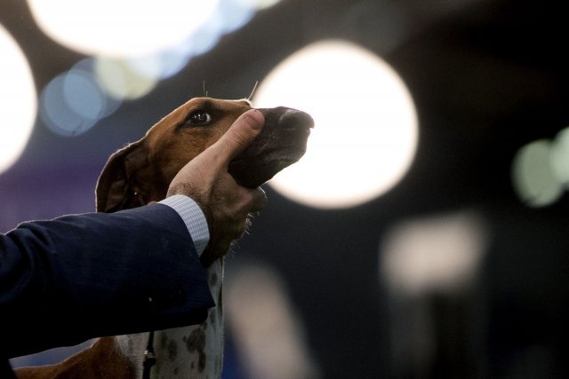 Выставка собак Westminster Kennel Club 2019 | ФОТО НОВОСТИ
