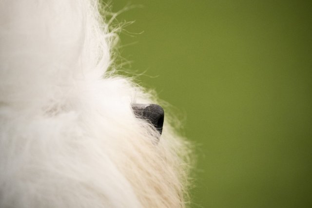 Фотографии с выставки собак Westminster Kennel Club Dog Show (23 фото)