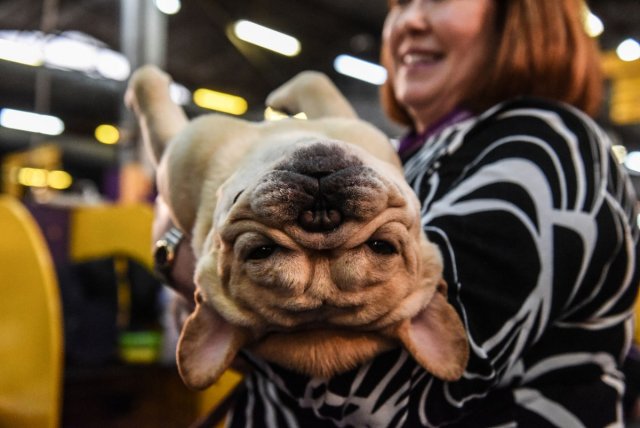 Выставка собак Westminster Kennel Club 2019 | ФОТО НОВОСТИ