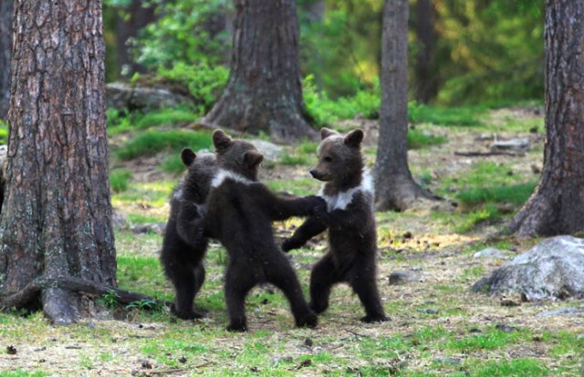Танцующие медвежата в лесу (12 фото)