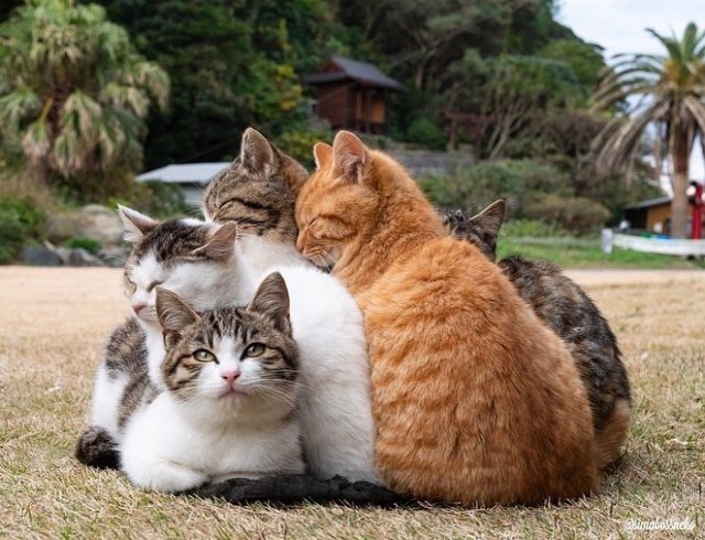 Котиков вам в ленту (10 фото)