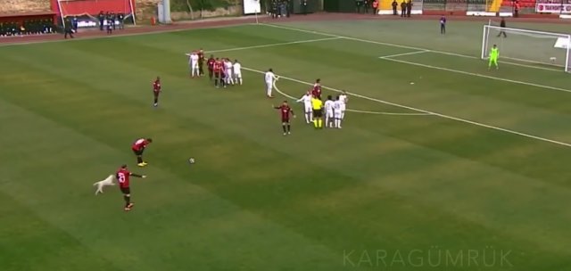В Турции собака прервала футбольный матч, решив поиграть в мяч, и это просто очаровательно!