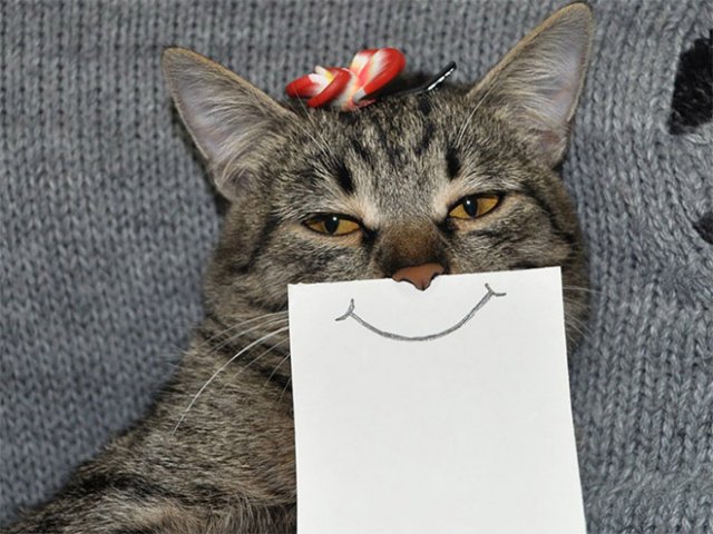 Очень смешные кошки с нарисованными ртами (21 фото)