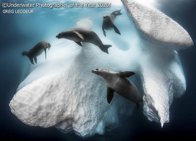 Победители конкурса на лучшую подводную фотографию 2020 Underwater Photographer Of The Year (35 фото)