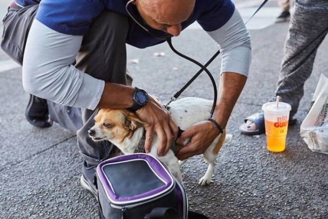 Калифорнийский ветеринар ходит по улицам и бесплатно лечит животных бездомных людей (13 фото)
