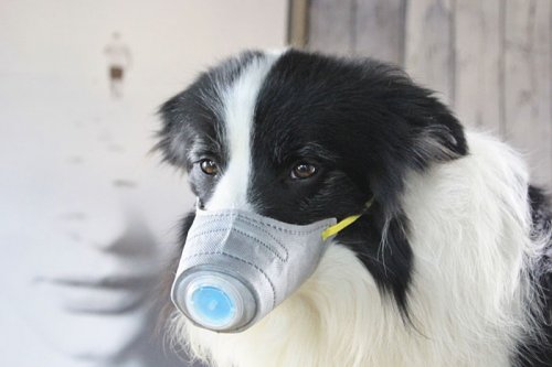 Защитные маски для собак (7 фото)