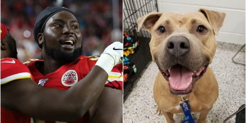 Деррик Ннади из Kansas City Chiefs после победы в Суперкубке оплатил усыновление более 100 собак