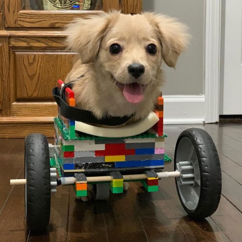 12-летний мальчик сделал для щенка, родившегося без передних лап, инвалидную коляску LEGO (9 фото + видео)
