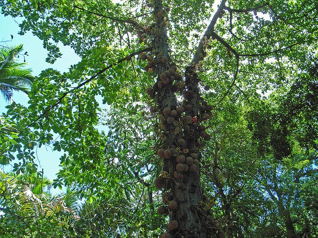 Дерево с пушечными ядрами (10 фото)