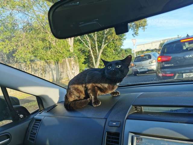 Кот пробрался в машину и внезапно возник во время обычной поездки в школу (4 фото)