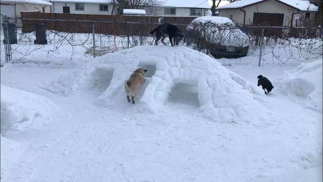 Мужчина превратил задний двор в зимнюю страну чудес для своих собак (2 фото + 3 видео)
