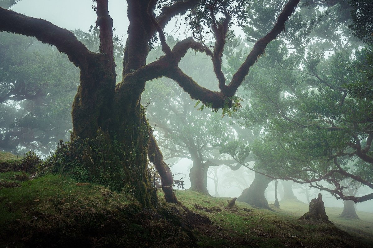 Лаурисилва – лавровые леса острова Мадейра