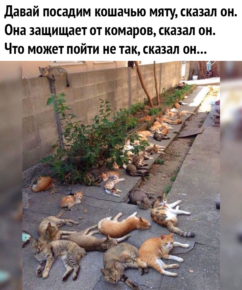 Корпоратив смешное