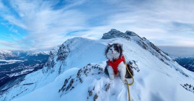 Кот Гэри, который обожает ходить в горы (16 фото)