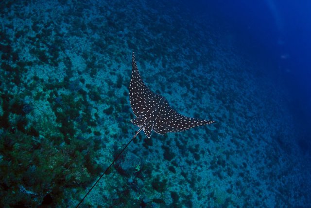 Подводные фотографии одного из самых лучших мест Бразилии ─ архипелага Фернанду-ди-Норонья (15 шт)
