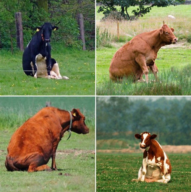 Даже коровы иногда сидят, как собаки (21 фото)