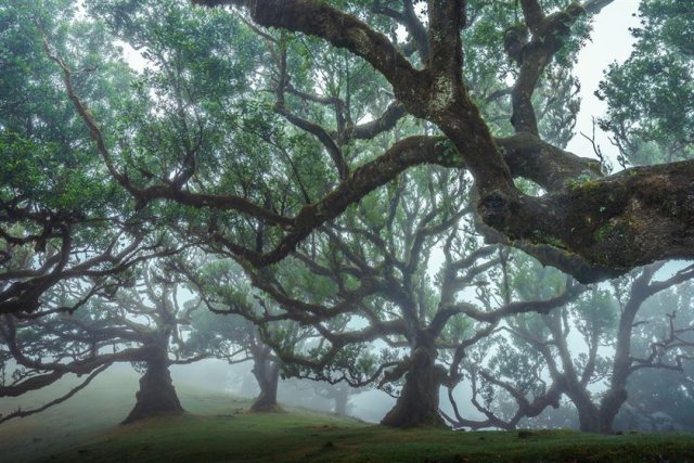 Живописные деревья древнего леса Мадейры (25 фото)