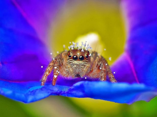Красочные фотографии пауков, змей и других милых тварей (39 фото)