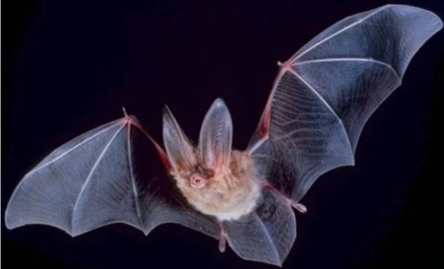 ТОП-25: Невероятные факты о летучих мышах, которые вы не знали