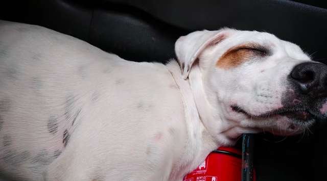 Бродячий пес запрыгнул в случайную машину и сразу уснул (4 фото + видео)