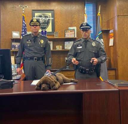 Полицейский пес проспал всю церемонию приведения к присяге (3 фото)