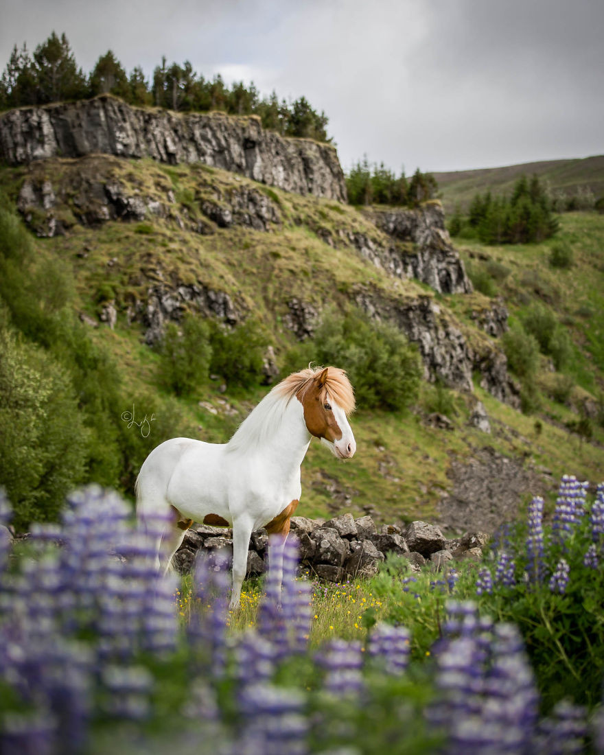 Лошади исландии