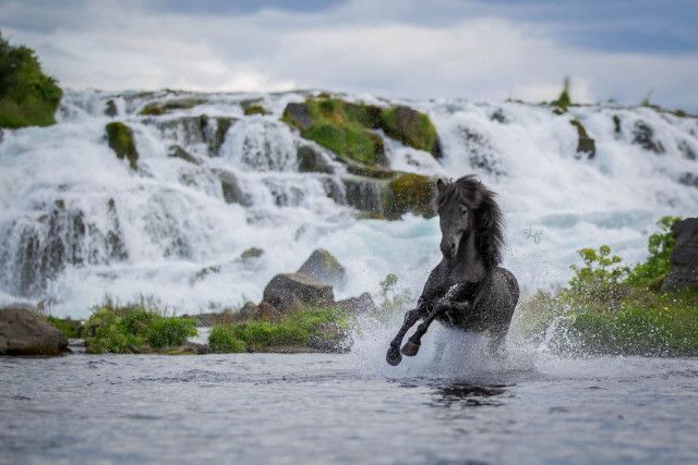 Захватывающие фотографии лошадей на фоне исландских пейзажей (33 фото)