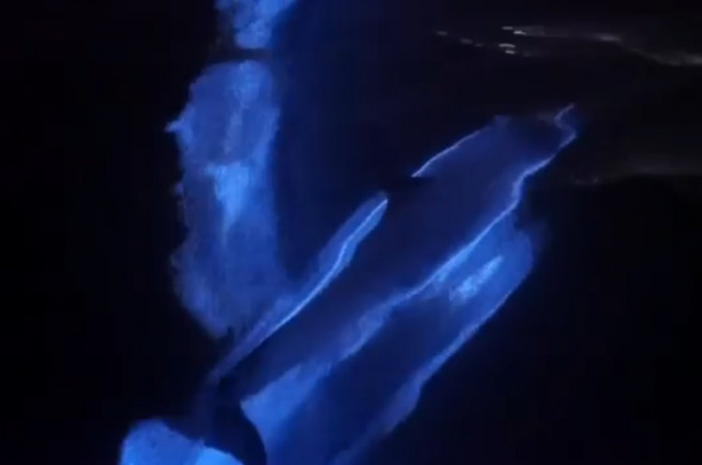 На калифорнийском побережье сняли завораживающее видео светящихся в воде дельфинов