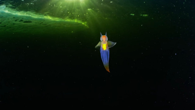 Это не компьютерная графика ─ это видео парящего в водах Белого моря реального существа, известного как морской ангел