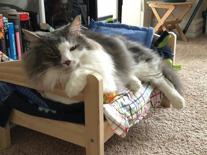 как сделать кроватку для котенка | Дзен