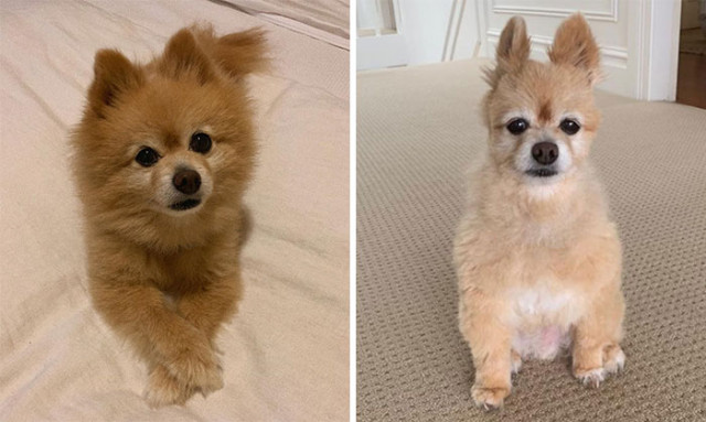 Владельцы собак самостоятельно стригут своих питомцев и публикуют фотографии "до и после", показывая смешные результаты (31 фото)