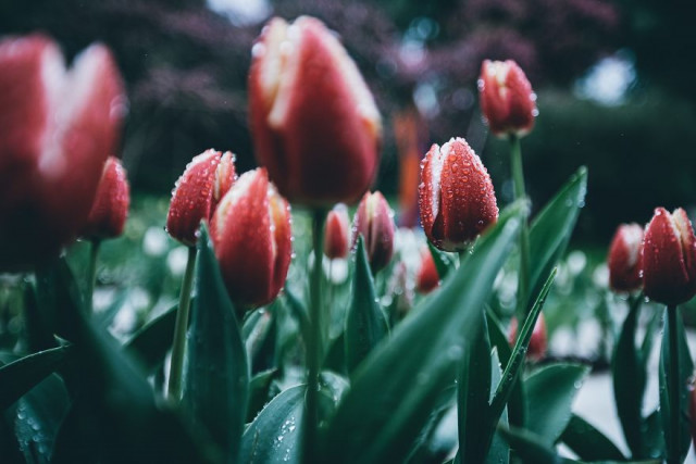 Фотографы показали, как выглядит весна в разных уголках планеты (14 фото)