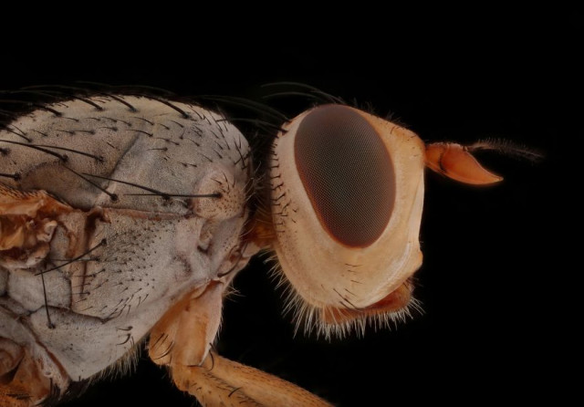 Макрофотографии насекомых, которых так близко вы ещё не видели (19 фото)