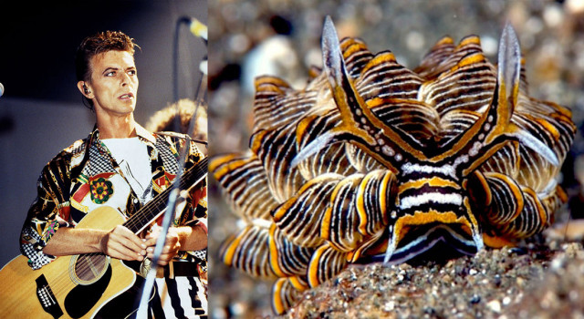 Кто-то обратил внимание на сходство образов Дэвида Боуи с брюхоногими моллюсками и даже создал отдельный блог, посвящённый сравнению (21 фото)