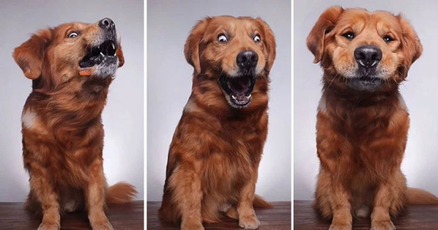Когда бросаешь своей собаке вкусняшку и снимаешь это в режиме серийной съёмки (5 фото + видео)