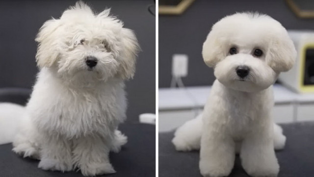 Фотографии "до и после", показывающие, как преображаются милые пёсики после посещения грумера (31 фото)