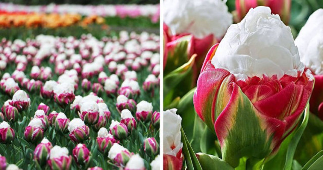 Необычные тюльпаны, которые в цветущем виде напоминают мороженое (9 фото + видео)