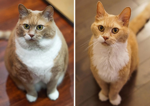 30 потрясающих фотографий "до и после", показывающих, как неуклюжих и неповоротливых существ превратили в счастливых кошек
