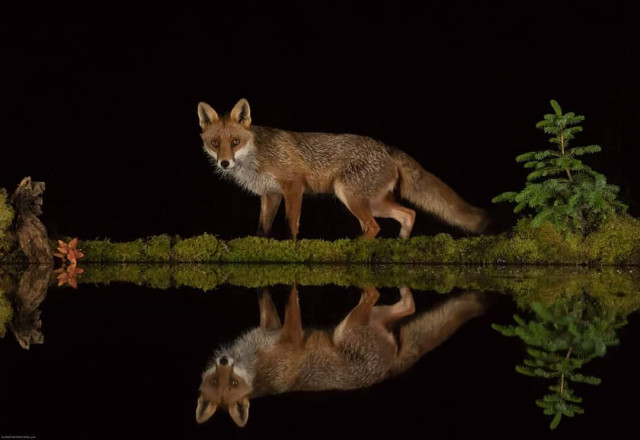 Шотландский фотограф вырыл в лесу пруд и сделал зеркальные фотографии дикой природы (24 фото)